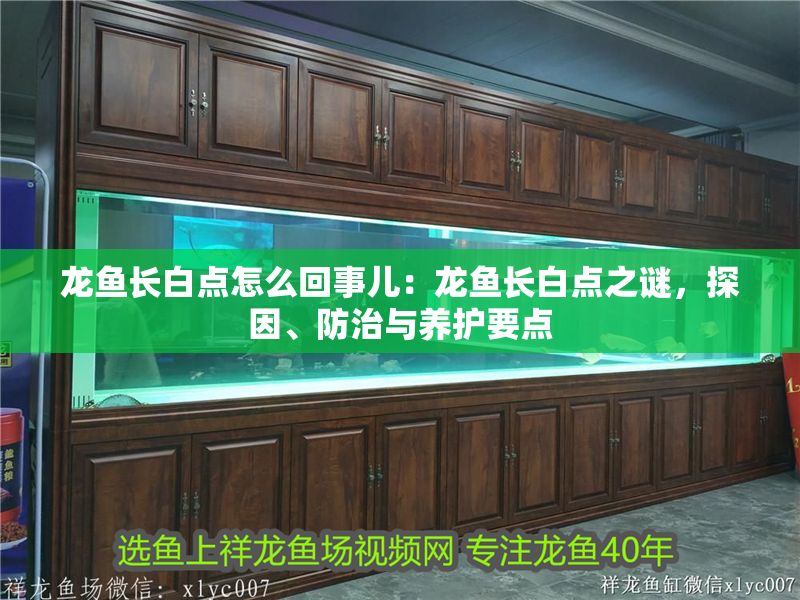 龍魚長白點怎么回事兒：龍魚長白點之謎，探因、防治與養(yǎng)護要點