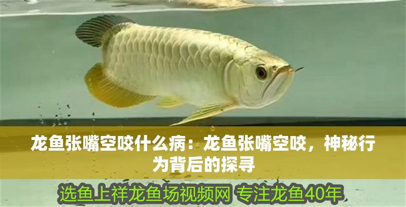 龍魚張嘴空咬什么病：龍魚張嘴空咬，神秘行為背后的探尋