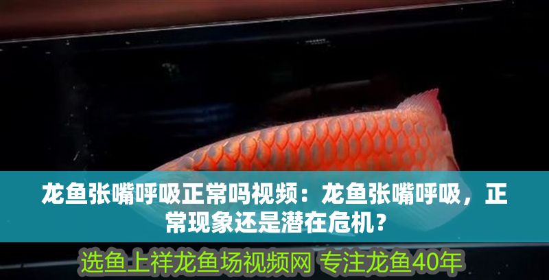 龍魚張嘴呼吸正常嗎視頻：龍魚張嘴呼吸，正常現(xiàn)象還是潛在危機(jī)？