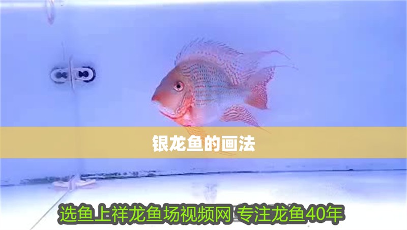 銀龍魚的畫法
