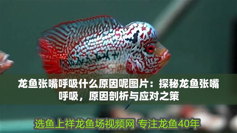 龍魚張嘴呼吸什么原因呢圖片：探秘龍魚張嘴呼吸，原因剖析與應對之策