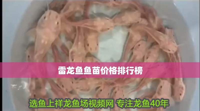 雷龍魚魚苗價格排行榜