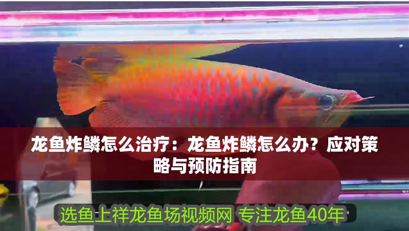 龍魚炸鱗怎么治療：龍魚炸鱗怎么辦？應(yīng)對策略與預(yù)防指南