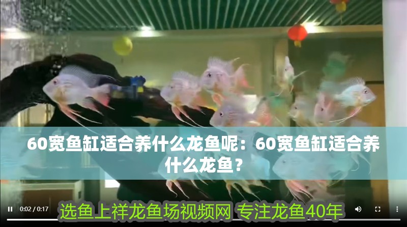 60寬魚缸適合養什么龍魚呢：60寬魚缸適合養什么龍魚？
