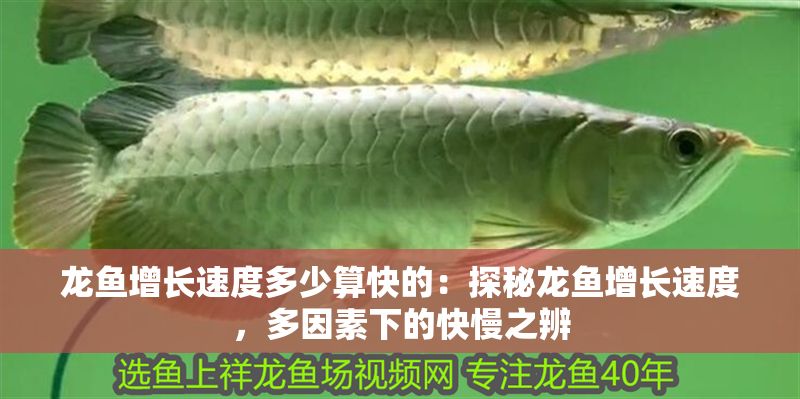 龍魚增長速度多少算快的：探秘龍魚增長速度，多因素下的快慢之辨