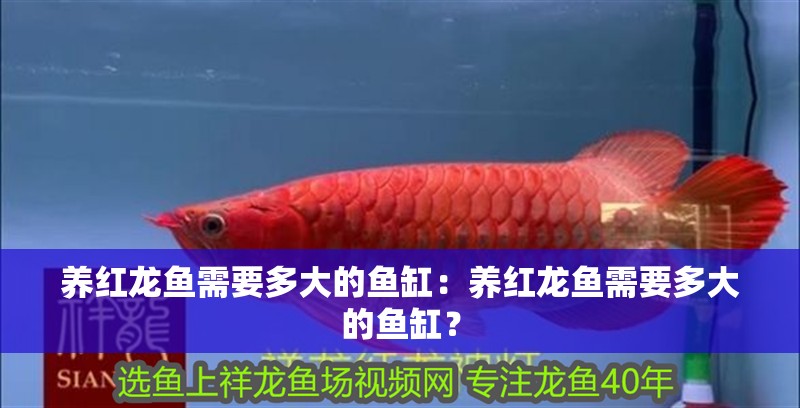 養(yǎng)紅龍魚需要多大的魚缸：養(yǎng)紅龍魚需要多大的魚缸？