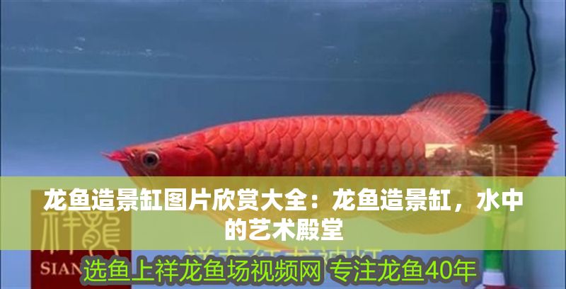 龍魚造景缸圖片欣賞大全：龍魚造景缸，水中的藝術(shù)殿堂