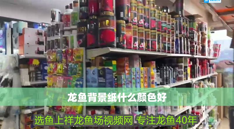 龍魚背景紙什么顏色好