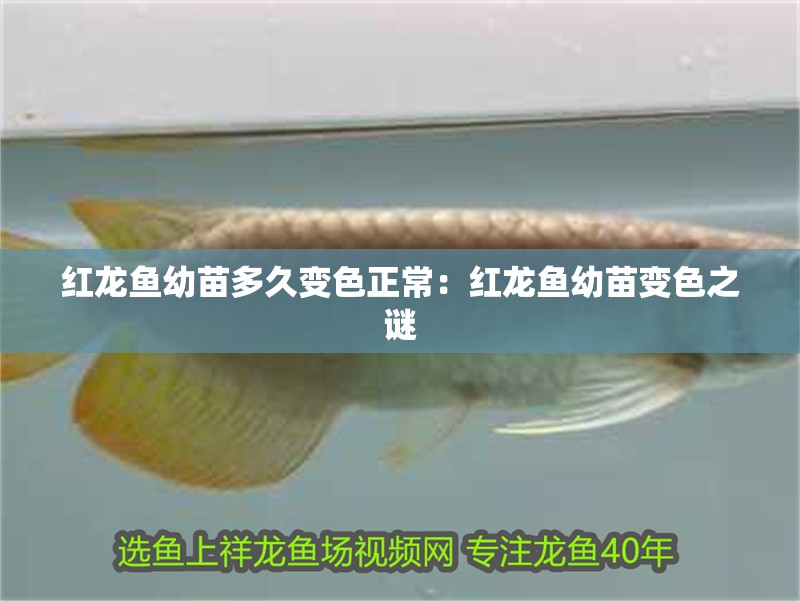紅龍魚幼苗多久變色正常：紅龍魚幼苗變色之謎