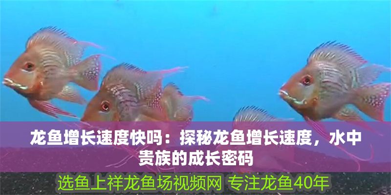 龍魚增長速度快嗎：探秘龍魚增長速度，水中貴族的成長密碼