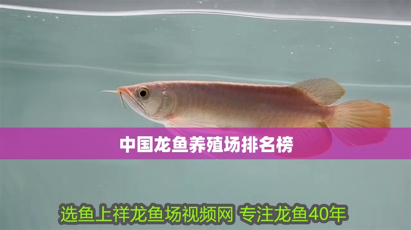 中國龍魚養殖場排名榜
