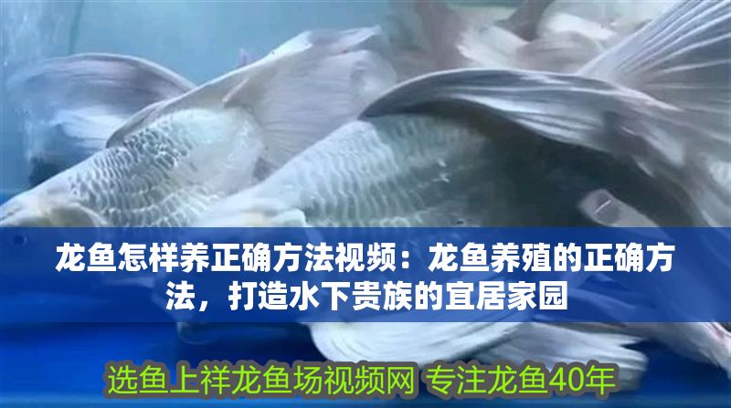 龍魚怎樣養正確方法視頻：龍魚養殖的正確方法，打造水下貴族的宜居家園