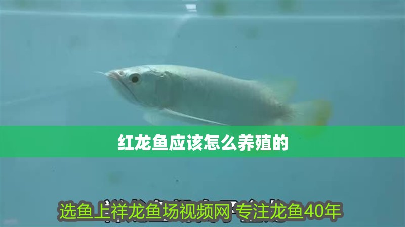 紅龍魚應該怎么養殖的