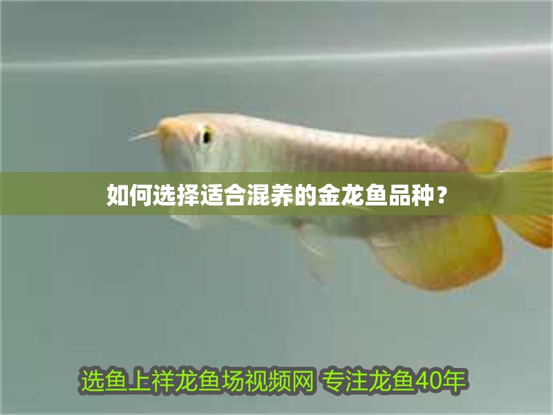如何選擇適合混養(yǎng)的金龍魚品種？