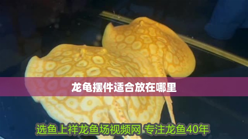 龍龜擺件適合放在哪里