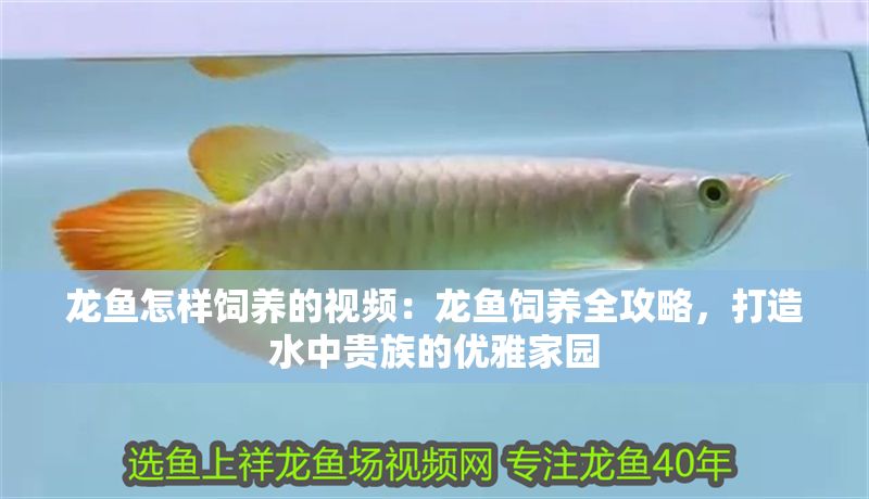 龍魚怎樣飼養的視頻:龍魚飼養全攻略,打造水中貴族的優雅家園 龍魚百科 第1張 龍魚怎樣飼養的視頻:龍魚飼養全攻略,打造水中貴族的優雅家園 龍魚怎樣飼養的視頻:龍魚飼養全攻略,打造水中貴族的優雅家園 龍魚百科 第1張