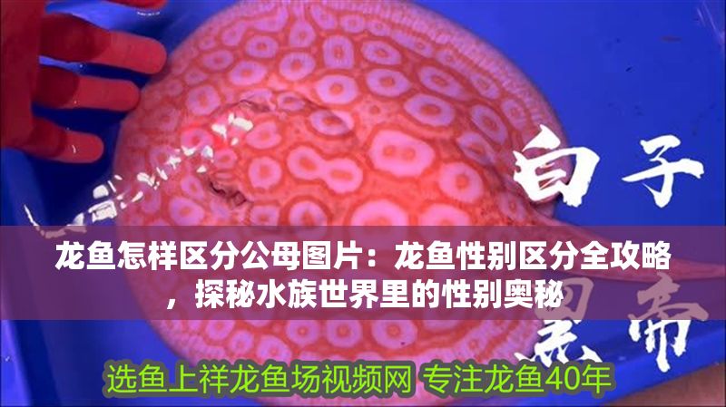 龍魚怎樣區分公母圖片：龍魚性別區分全攻略，探秘水族世界里的性別奧秘