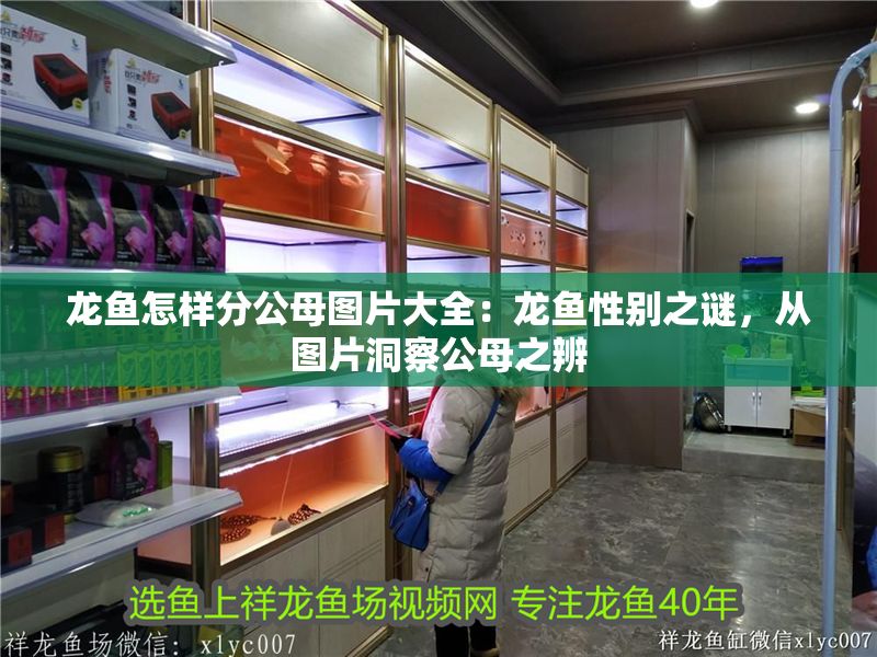 龍魚怎樣分公母圖片大全：龍魚性別之謎，從圖片洞察公母之辨