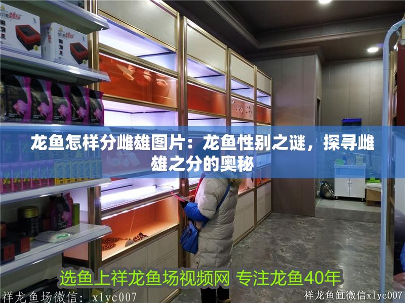 龍魚怎樣分雌雄圖片：龍魚性別之謎，探尋雌雄之分的奧秘