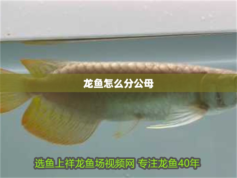 魚缸過濾器選購指南:自制魚缸過濾器魚缸上置過濾器對于養魚愛好者的必備知識 龍魚怎么分公母 龍魚百科 龍魚怎么分公母 龍魚怎么分公母 龍魚百科