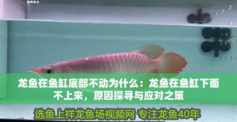 龍魚在魚缸底部不動為什么：龍魚在魚缸下面不上來，原因探尋與應對之策