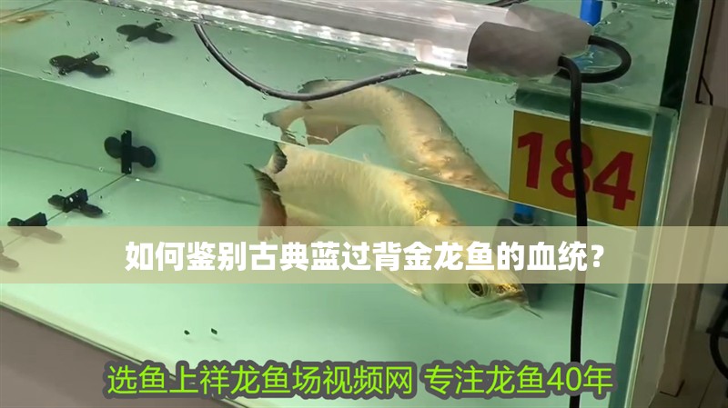 如何鑒別古典藍過背金龍魚的血統？