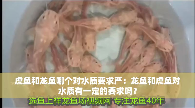 虎魚和龍魚哪個(gè)對(duì)水質(zhì)要求嚴(yán)：龍魚和虎魚對(duì)水質(zhì)有一定的要求嗎？