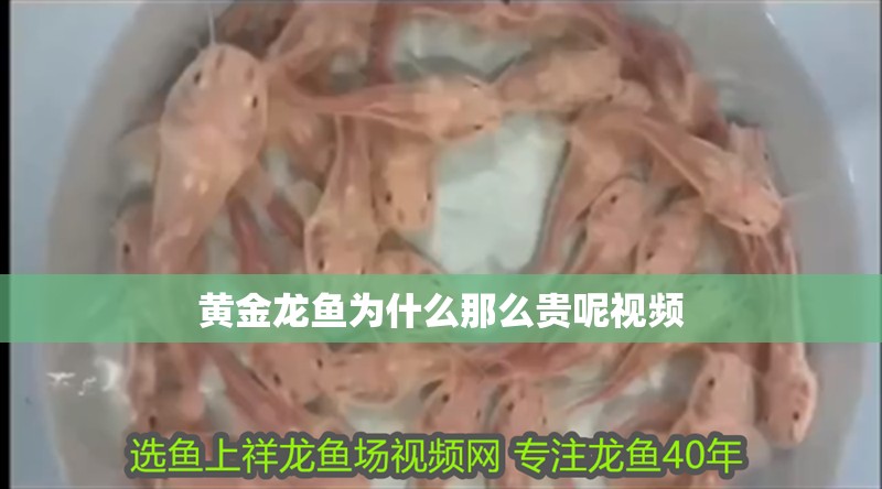 黃金龍魚為什么那么貴呢視頻