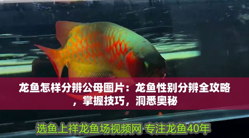 龍魚怎樣分辨公母圖片：龍魚性別分辨全攻略，掌握技巧，洞悉奧秘