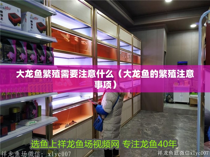 大龍魚繁殖需要注意什么（大龍魚的繁殖注意事項(xiàng)） 大龍魚繁殖需要注意什么（大龍魚的繁殖注意事項(xiàng)） 龍魚百科