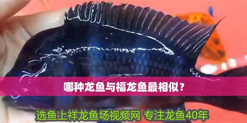 哪種龍魚與福龍魚最相似？