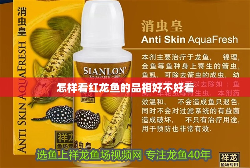 怎樣看紅龍魚的品相好不好看