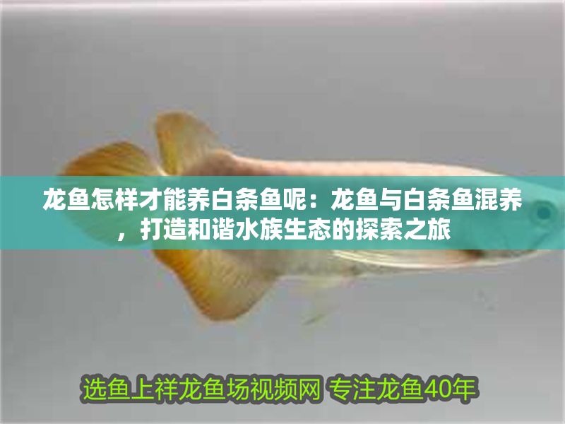 龍魚怎樣才能養(yǎng)白條魚呢：龍魚與白條魚混養(yǎng)，打造和諧水族生態(tài)的探索之旅 龍魚怎樣才能養(yǎng)白條魚呢：龍魚與白條魚混養(yǎng)，打造和諧水族生態(tài)的探索之旅 龍魚百科 第1張