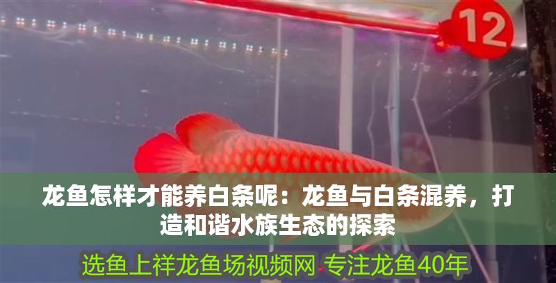 龍魚怎樣才能養白條呢：龍魚與白條混養，打造和諧水族生態的探索