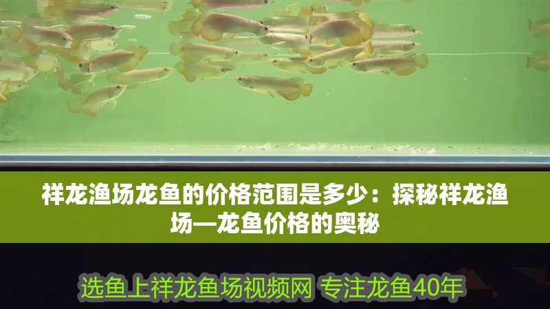 祥龍漁場(chǎng)龍魚(yú)的價(jià)格范圍是多少：探秘祥龍漁場(chǎng)—龍魚(yú)價(jià)格的奧秘