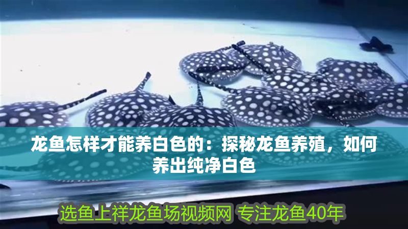 龍魚怎樣才能養白色的：探秘龍魚養殖，如何養出純凈白色
