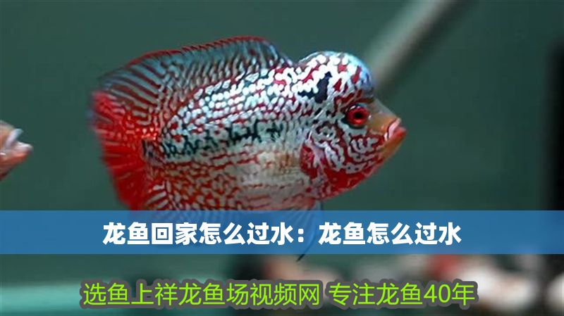 龍魚回家怎么過水：龍魚怎么過水