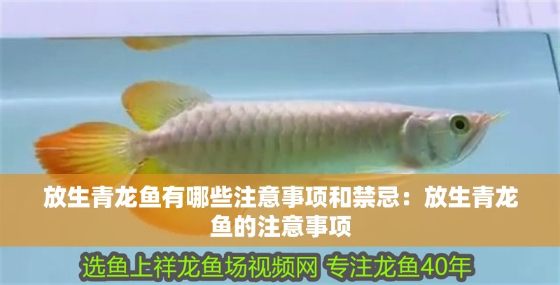 放生青龍魚有哪些注意事項和禁忌：放生青龍魚的注意事項