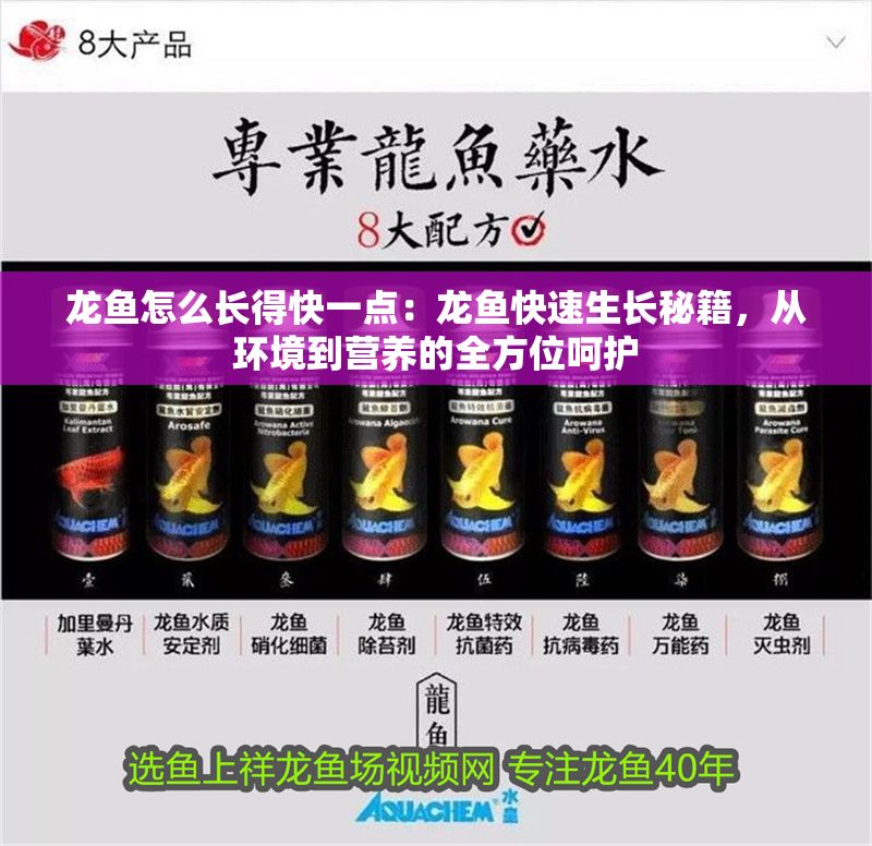 龍魚怎么長得快一點：龍魚快速生長秘籍，從環境到營養的全方位呵護