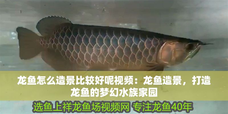 龍魚怎么造景比較好呢視頻：龍魚造景，打造龍魚的夢(mèng)幻水族家園