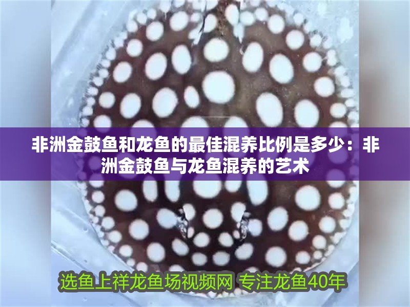 非洲金鼓魚和龍魚的最佳混養比例是多少：非洲金鼓魚與龍魚混養的藝術