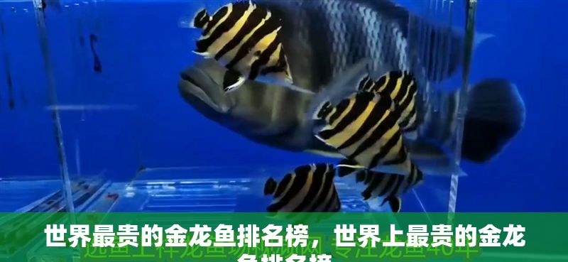 世界最貴的金龍魚排名榜，世界上最貴的金龍魚排名榜