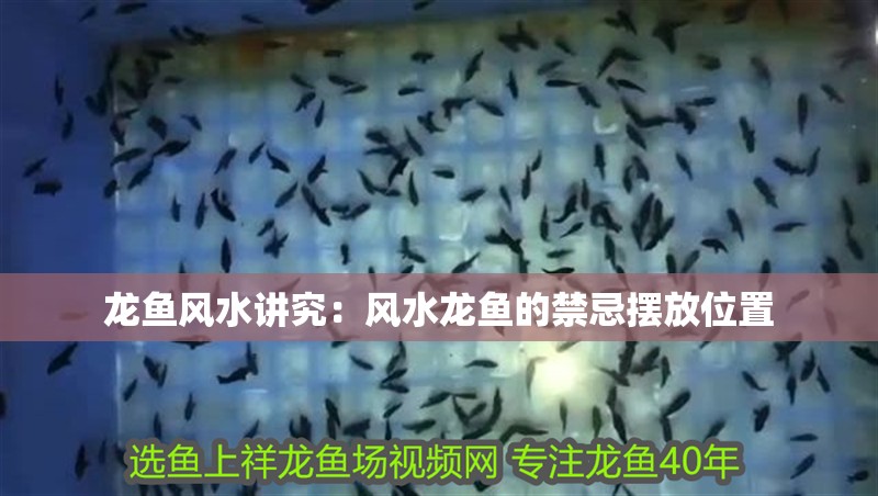 龍魚風水講究：風水龍魚的禁忌擺放位置