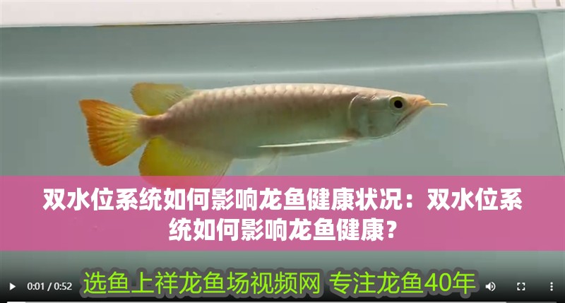 雙水位系統如何影響龍魚健康狀況：雙水位系統如何影響龍魚健康？