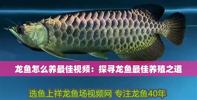 龍魚怎么養最佳視頻：探尋龍魚最佳養殖之道