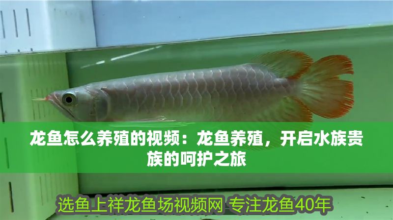 龍魚怎么養殖的視頻：龍魚養殖，開啟水族貴族的呵護之旅