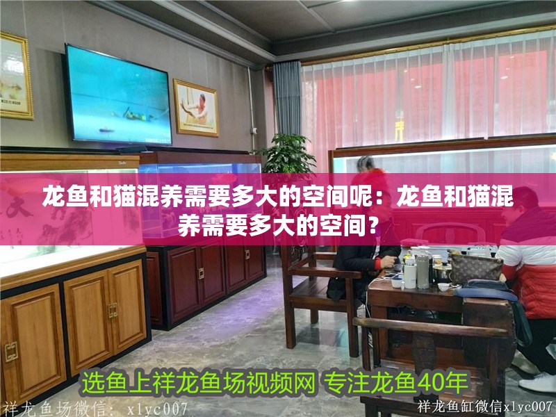 龍魚和貓混養(yǎng)需要多大的空間呢：龍魚和貓混養(yǎng)需要多大的空間？ 龍魚和貓混養(yǎng)需要多大的空間呢：龍魚和貓混養(yǎng)需要多大的空間？ 水族問答