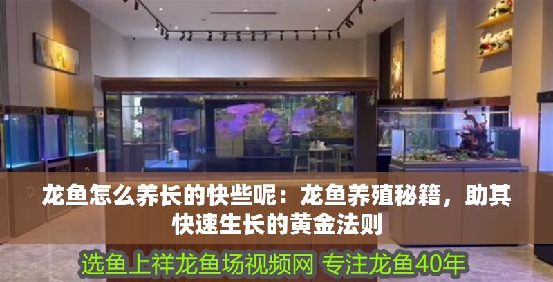 龍魚怎么養長的快些呢：龍魚養殖秘籍，助其快速生長的黃金法則