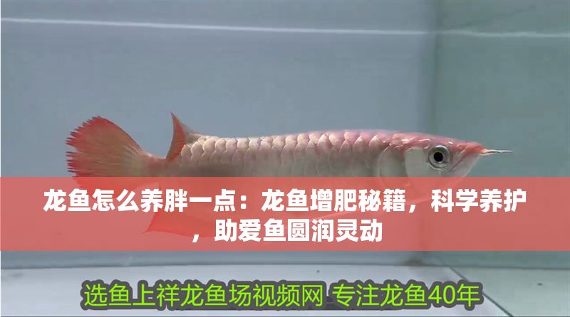 龍魚怎么養胖一點：龍魚增肥秘籍，科學養護，助愛魚圓潤靈動