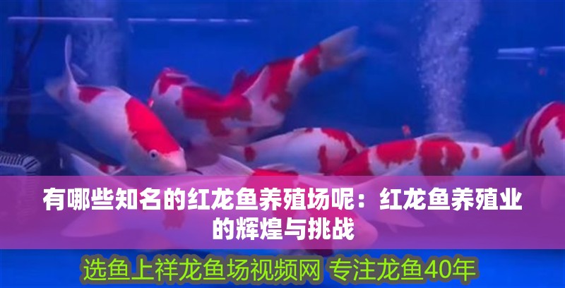 有哪些知名的紅龍魚養(yǎng)殖場呢：紅龍魚養(yǎng)殖業(yè)的輝煌與挑戰(zhàn)